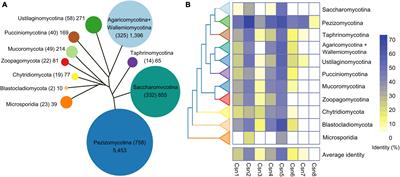 The COP9 signalosome complex regulates fungal development and virulence in the wheat scab fungus Fusarium graminearum